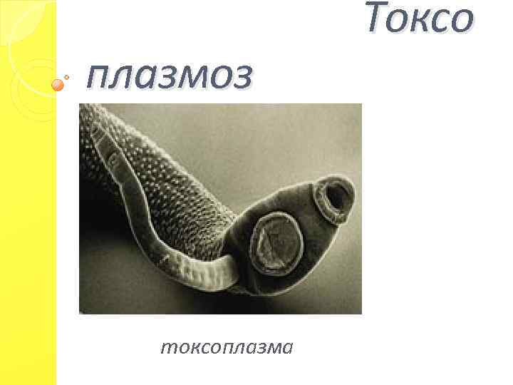 плазмоз токсоплазма Токсо 