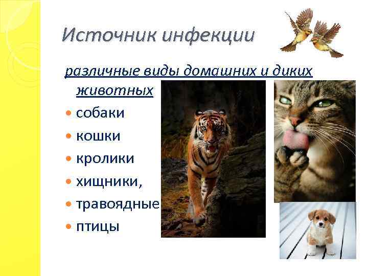 Источник инфекции различные виды домашних и диких животных собаки кошки кролики хищники, травоядные птицы