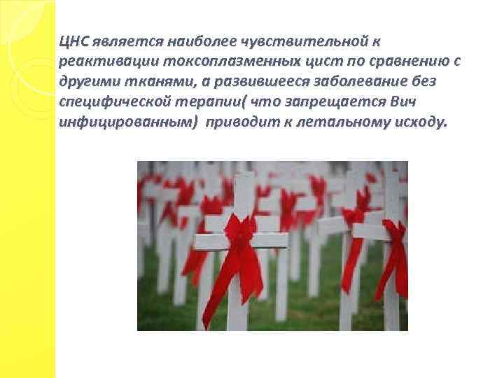 ЦНС является наиболее чувствительной к реактивации токсоплазменных цист по сравнению с другими тканями, а