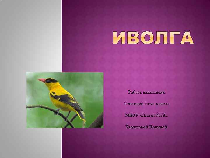 Работа выполнена Ученицей 3 «а» класса МБОУ «Лицей № 23» Хамиловой Полиной 