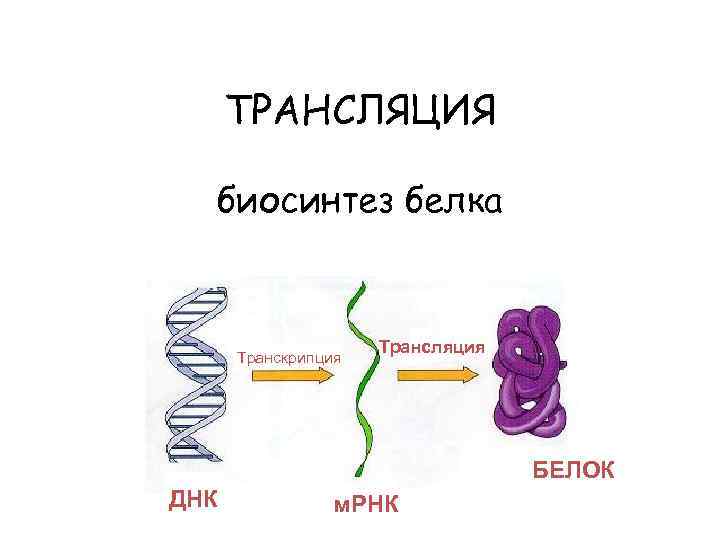 ТРАНСЛЯЦИЯ биосинтез белка Транскрипция Трансляция БЕЛОК ДНК м. РНК 