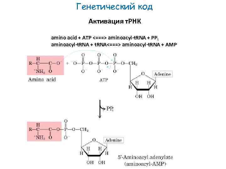 Генетический код Активация т. РНК amino acid + ATP <===> aminoacyl-t. RNA + PPi