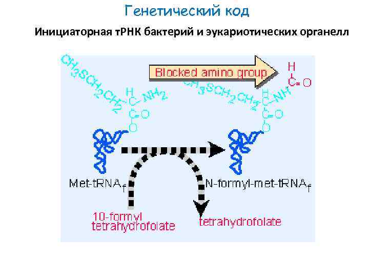 Генетический код Инициаторная т. РНК бактерий и эукариотических органелл 