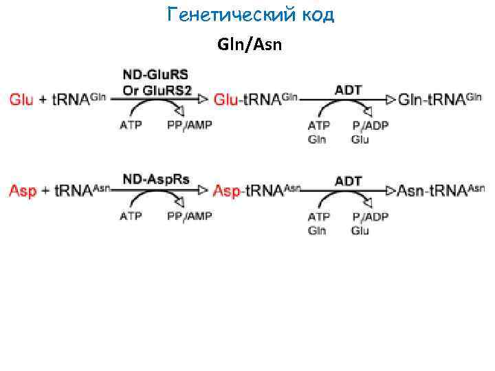 Генетический код Gln/Asn 