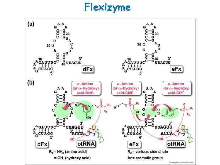 Flexizyme 