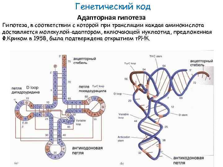 Генетический код Адапторная гипотеза Гипотеза, в соответствии с которой при трансляции каждая аминокислота доставляется