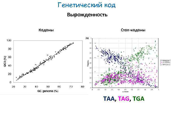 Генетический код Вырожденность Кодоны Стоп-кодоны TAA, TAG, TGA 