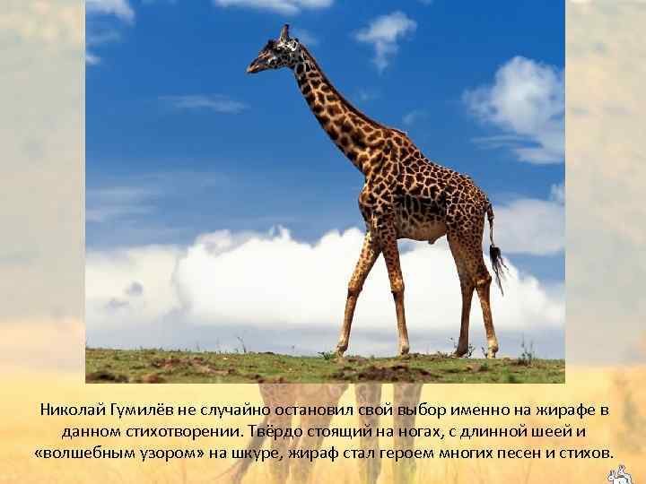 Николай Гумилёв не случайно остановил свой выбор именно на жирафе в данном стихотворении. Твёрдо