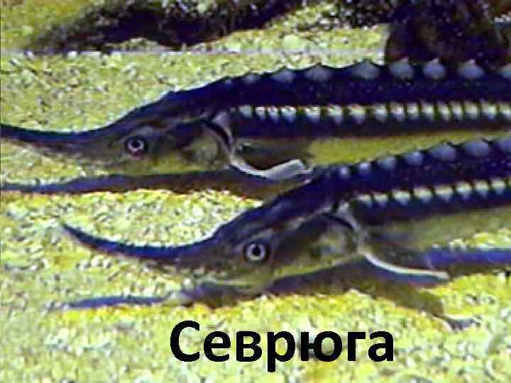 Севрюга 