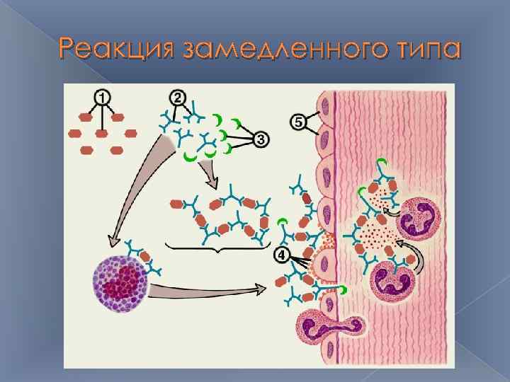 Реакция замедленного типа 