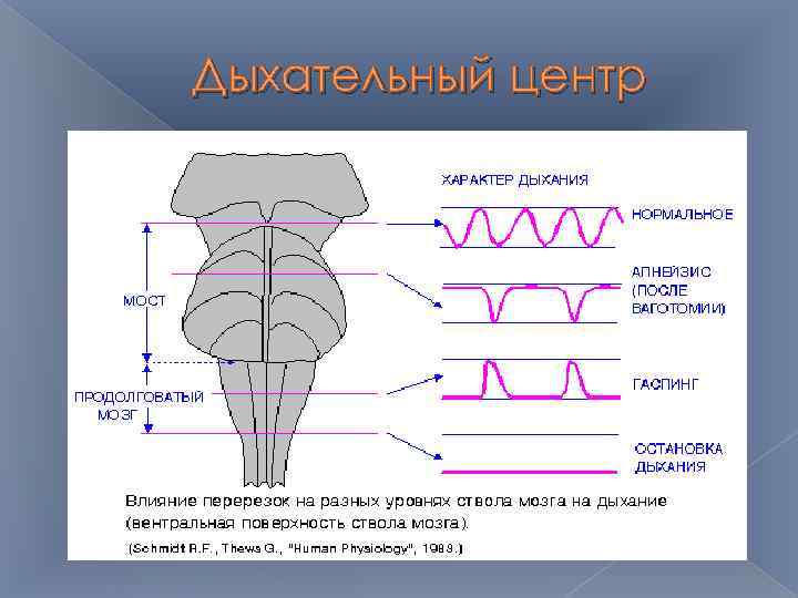 Дыхательный центр 