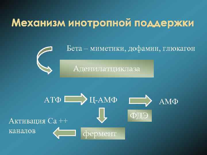 Механизм инотропной поддержки Бета – миметики, дофамин, глюкагон Аденилатциклаза АТФ Активация Са ++ каналов