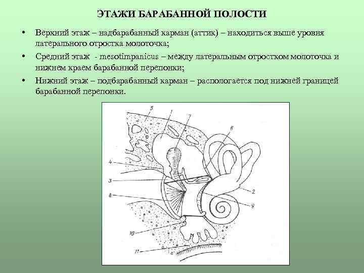 Этажи полости. Барабанная полость среднего уха схема. Этажи барабанной полости. Стенки и этажи барабанной полости. Средний этаж барабанной полости.