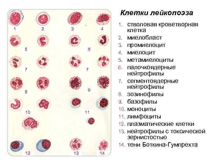 Клетки лейкопоэза 1 2 3 4 5 6 7 7 9 8 10 12