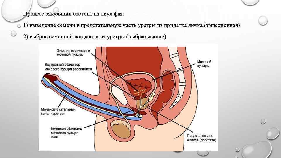 Процесс эякуляции состоит из двух фаз: 1) выведение семени в предстательную часть уретры из