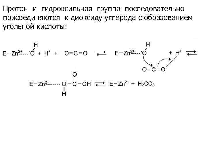 Протон и гидроксильная группа последовательно присоединяются к диоксиду углерода с образованием угольной кислоты: 