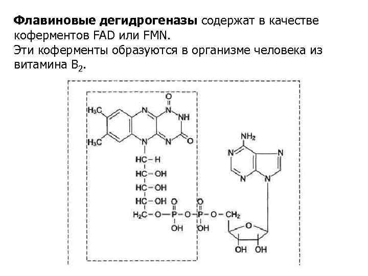 Флавиновые дегидрогеназы содержат в качестве коферментов FAD или FMN. Эти коферменты образуются в организме