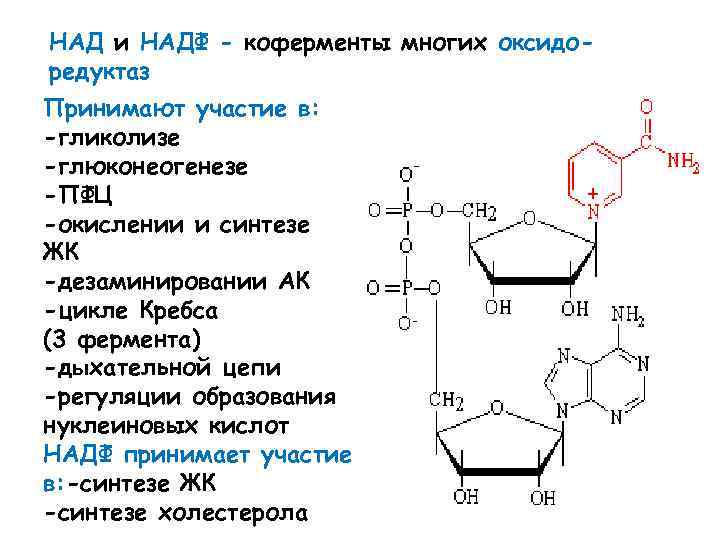 НАД и НАДФ - коферменты многих оксидоредуктаз Принимают участие в: -гликолизе -глюконеогенезе -ПФЦ -окислении