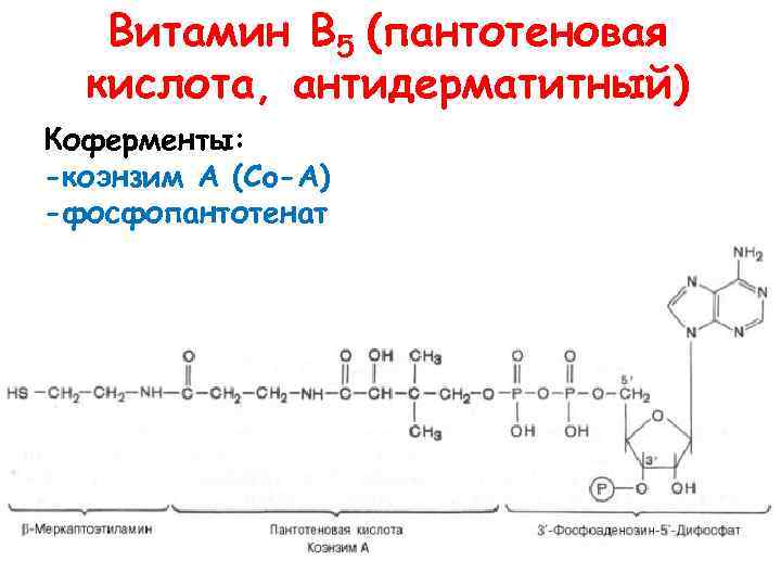 Витамин В 5 (пантотеновая кислота, антидерматитный) Коферменты: -коэнзим А (Co-A) -фосфопантотенат 