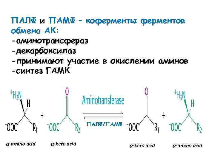 ПАЛФ и ПАМФ – коферменты ферментов обмена АК: -аминотрансфераз -декарбоксилаз -принимают участие в окислении