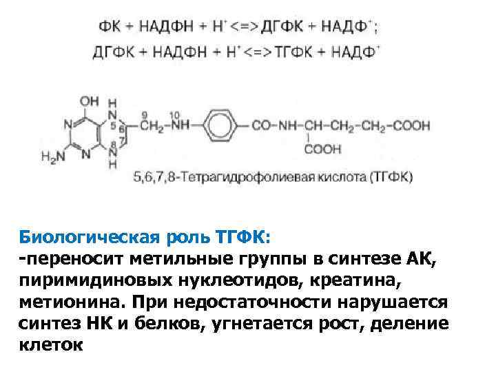Биологическая роль ТГФК: -переносит метильные группы в синтезе АК, пиримидиновых нуклеотидов, креатина, метионина. При