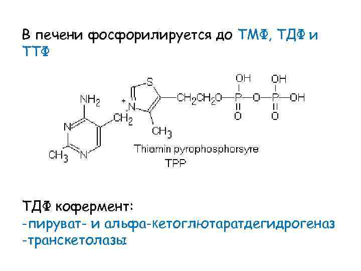 В печени фосфорилируется до ТМФ, ТДФ и ТТФ ТДФ кофермент: -пируват- и альфа-кетоглютаратдегидрогеназ -транскетолазы