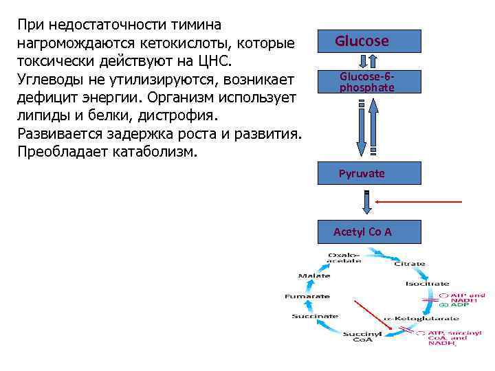 При недостаточности тимина нагромождаются кетокислоты, которые токсически действуют на ЦНС. Углеводы не утилизируются, возникает