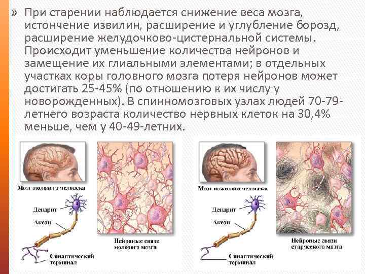 » При старении наблюдается снижение веса мозга, истончение извилин, расширение и углубление борозд, расширение