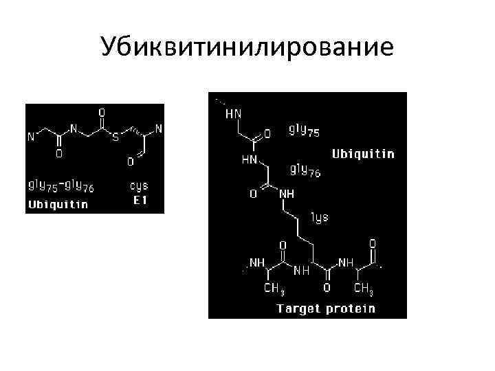 Химическая модификация белков