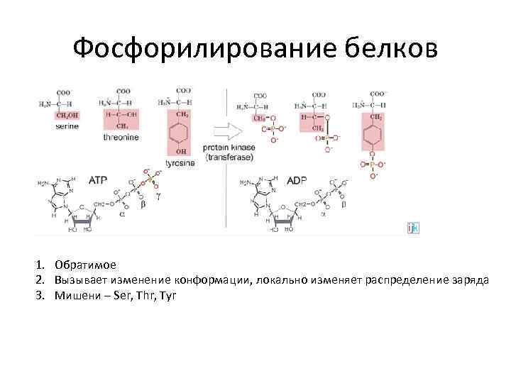 Изменение конформации белка. Фосфорилирование белков биохимия. Фосфорилирование белков реакция. Фосфорилирование треонина. Схема фосфорилирования белков.