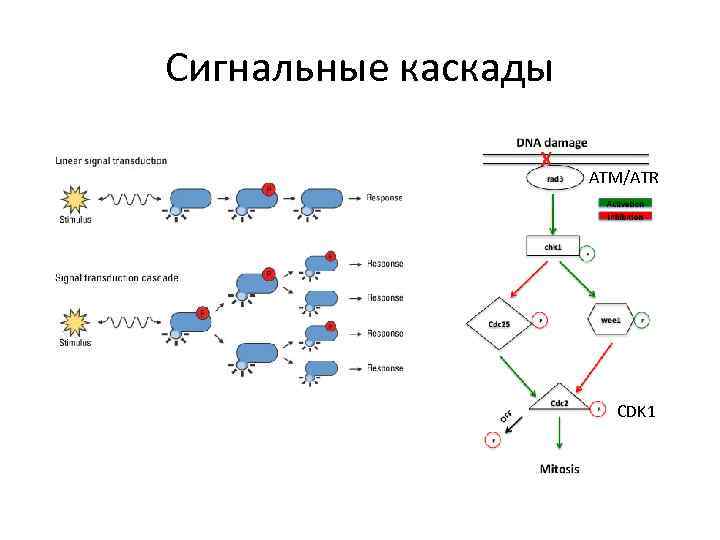 Примеры сигнальных белков