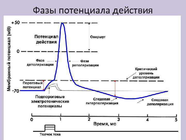 Фазы потенциала действия 