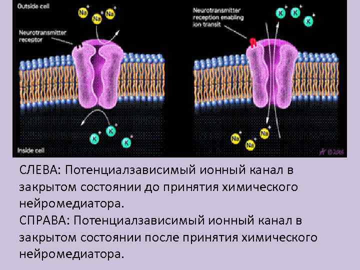 СЛЕВА: Потенциалзависимый ионный канал в закрытом состоянии до принятия химического нейромедиатора. СПРАВА: Потенциалзависимый ионный