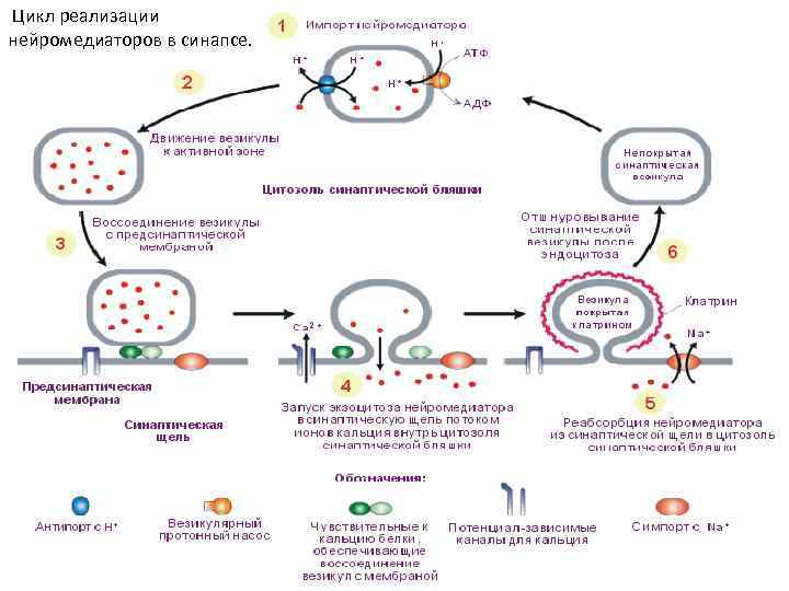 Цикл реализации нейромедиаторов в синапсе. 