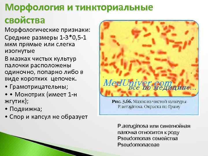 Морфология и тинкториальные свойства Морфологические признаки: Средние размеры 1 -3*0, 5 -1 мкм прямые