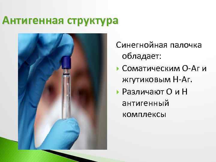 Антигенная структура Синегнойная палочка обладает: Соматическим О-Аг и жгутиковым Н-Аг. Различают О и Н