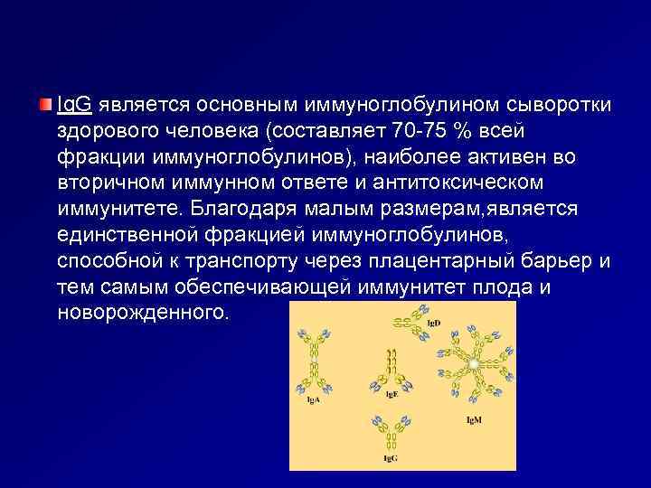Ig. G является основным иммуноглобулином сыворотки здорового человека (составляет 70 -75 % всей фракции