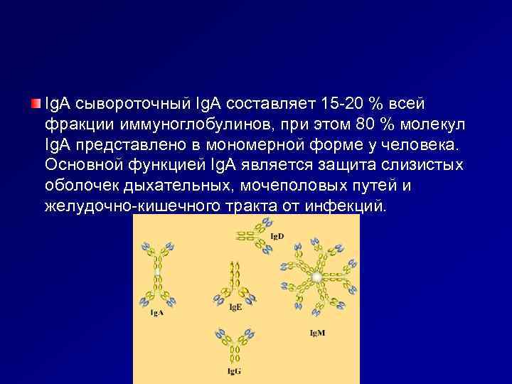Ig. A сывороточный Ig. A составляет 15 -20 % всей фракции иммуноглобулинов, при этом