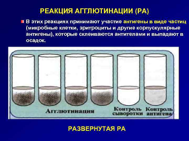 РЕАКЦИЯ АГГЛЮТИНАЦИИ (РА) В этих реакциях принимают участие антигены в виде частиц (микробные клетки,