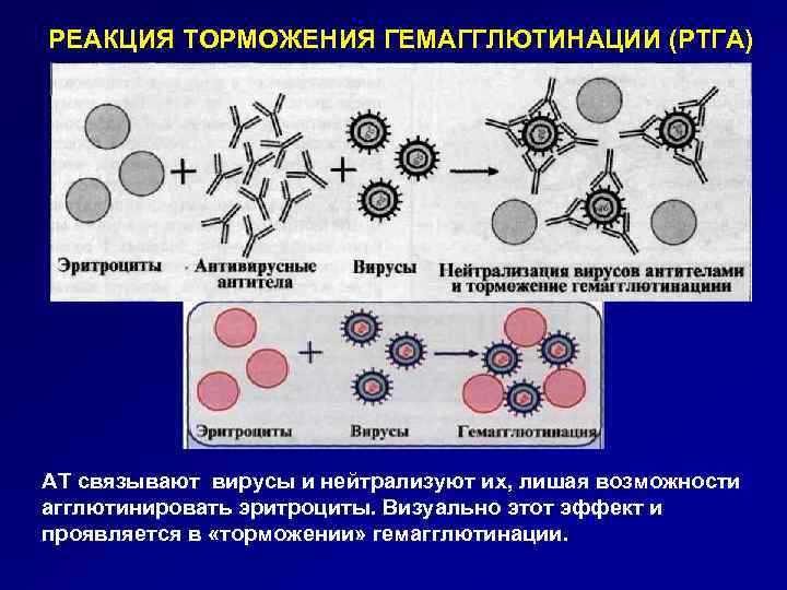 РЕАКЦИЯ ТОРМОЖЕНИЯ ГЕМАГГЛЮТИНАЦИИ (РТГА) АТ связывают вирусы и нейтрализуют их, лишая возможности агглютинировать эритроциты.