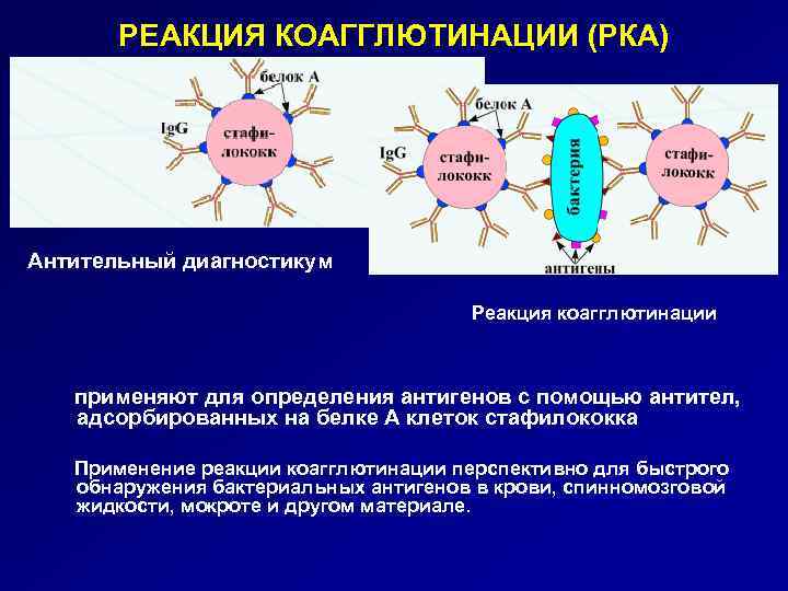 РЕАКЦИЯ КОАГГЛЮТИНАЦИИ (РКА) Антительный диагностикум Реакция коагглютинации применяют для определения антигенов с помощью антител,