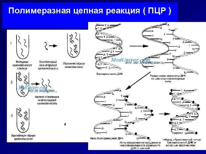 Полимеразная цепная реакция ( ПЦР ) D- 
