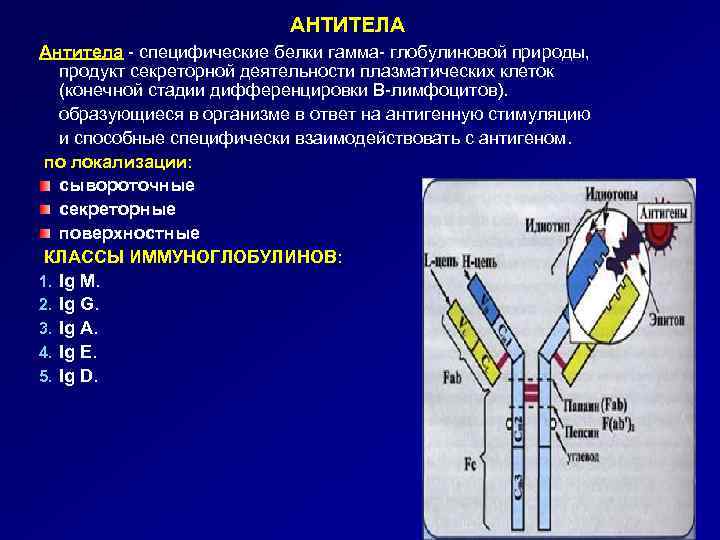 АНТИТЕЛА Антитела - специфические белки гамма- глобулиновой природы, продукт секреторной деятельности плазматических клеток (конечной