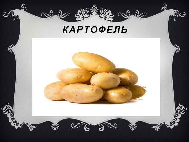 КАРТОФЕЛЬ 