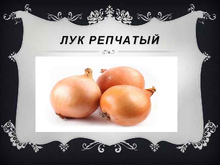 ЛУК РЕПЧАТЫЙ 