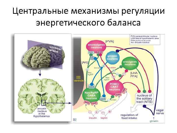 Центральные механизмы регуляции энергетического баланса 