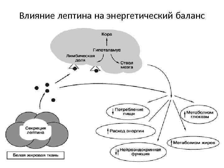 Влияние лептина на энергетический баланс 