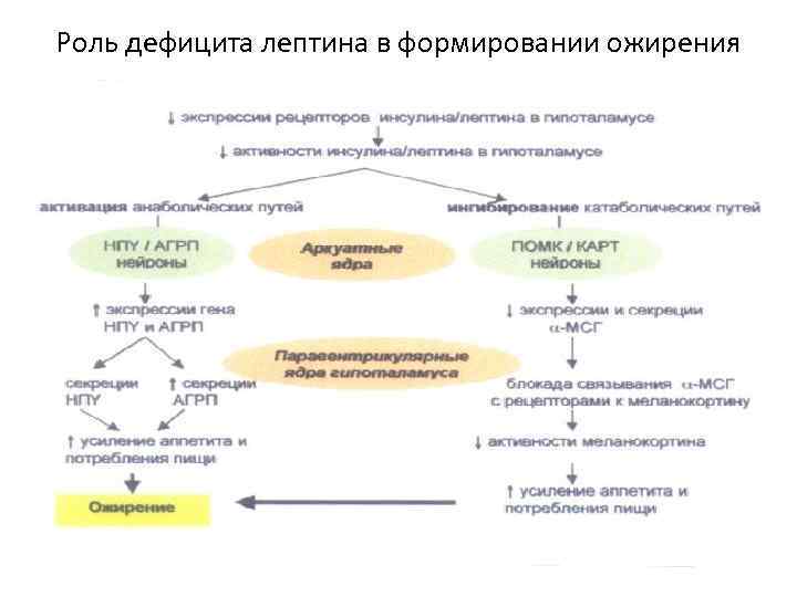 Ожирение биохимия презентация