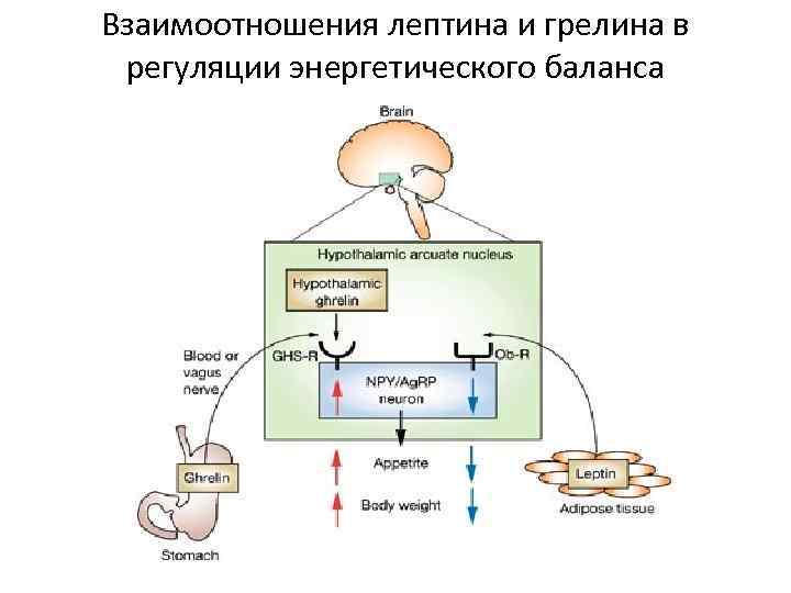 Взаимоотношения лептина и грелина в регуляции энергетического баланса 