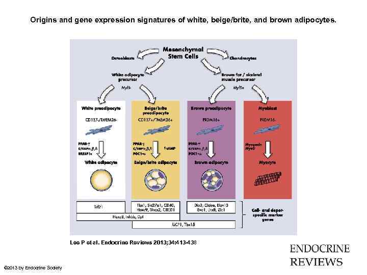 Origins and gene expression signatures of white, beige/brite, and brown adipocytes. Lee P et